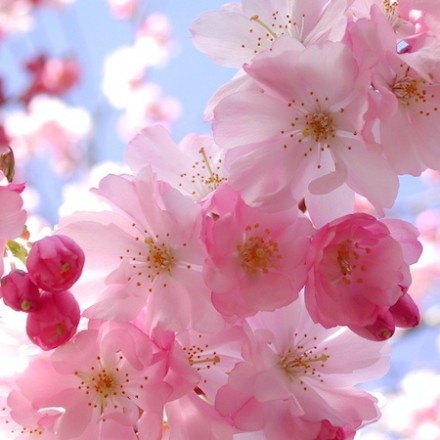 UNIQLO for Cherry Blossom